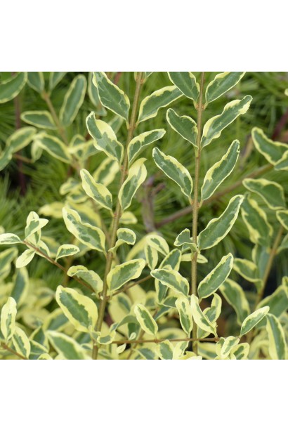 Ligustrum ibota Musli полив